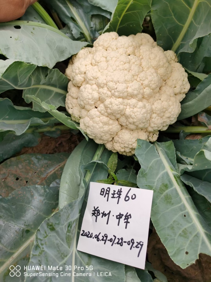 免盖松花菜烈日松60明珠65松花菜种子