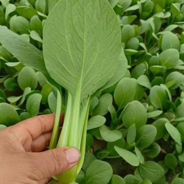 【人气】小油菜上海青无虫眼烧边黑点翠绿鲜嫩卖相好货量大有包装