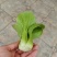【人气】小油菜上海青无虫眼烧边黑点翠绿鲜嫩卖相好货量大有包装