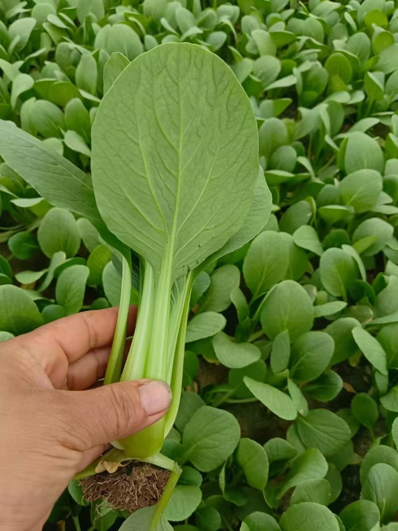 【人气】小油菜上海青无虫眼烧边黑点翠绿鲜嫩卖相好货量大有包装