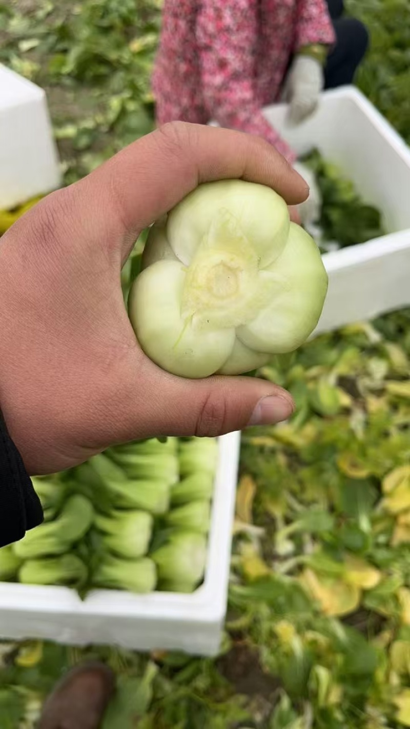 【人气】小油菜上海青无虫眼烧边黑点翠绿鲜嫩卖相好货量大有包装