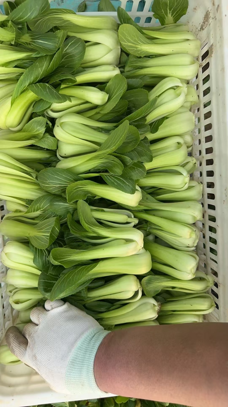 【人气】小油菜上海青无虫眼烧边黑点翠绿鲜嫩卖相好货量大有包装