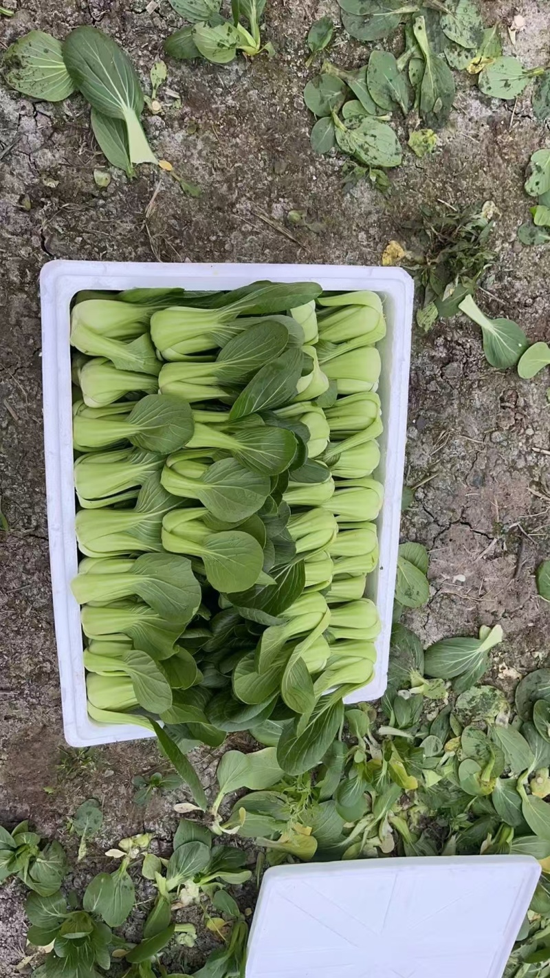 【人气】小油菜上海青无虫眼烧边黑点翠绿鲜嫩卖相好货量大有包装