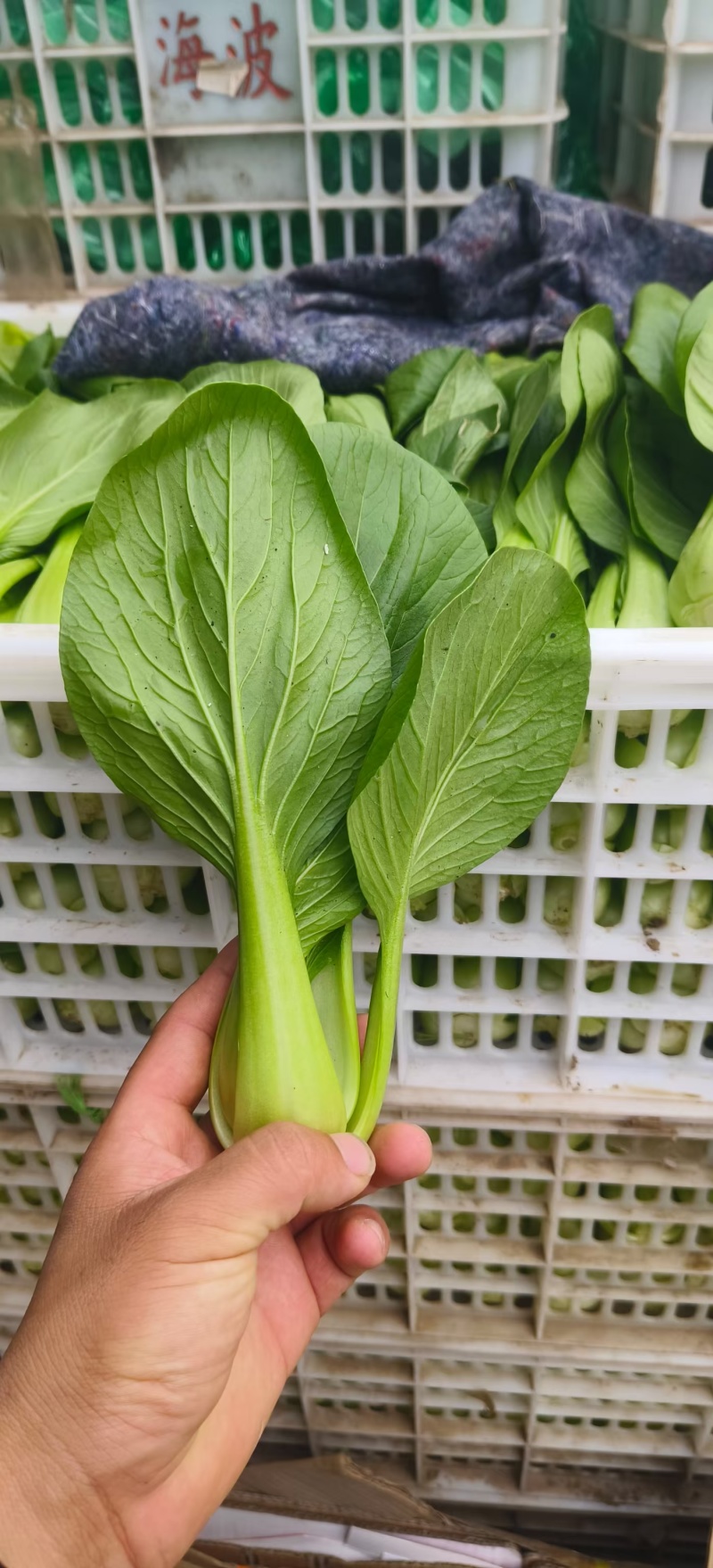 【人气】小油菜上海青无虫眼烧边黑点翠绿鲜嫩卖相好货量大有包装