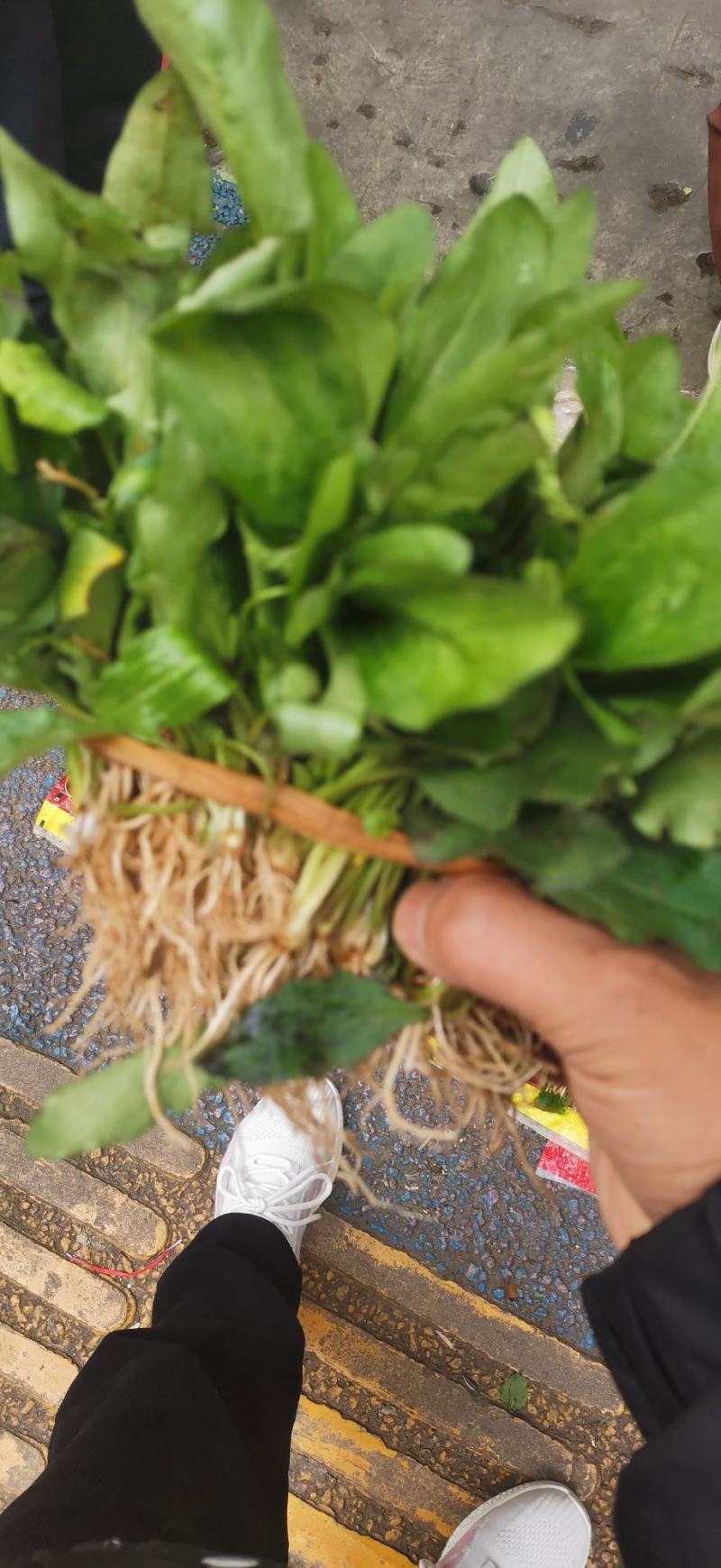 云南野生中草药车前草，凉药