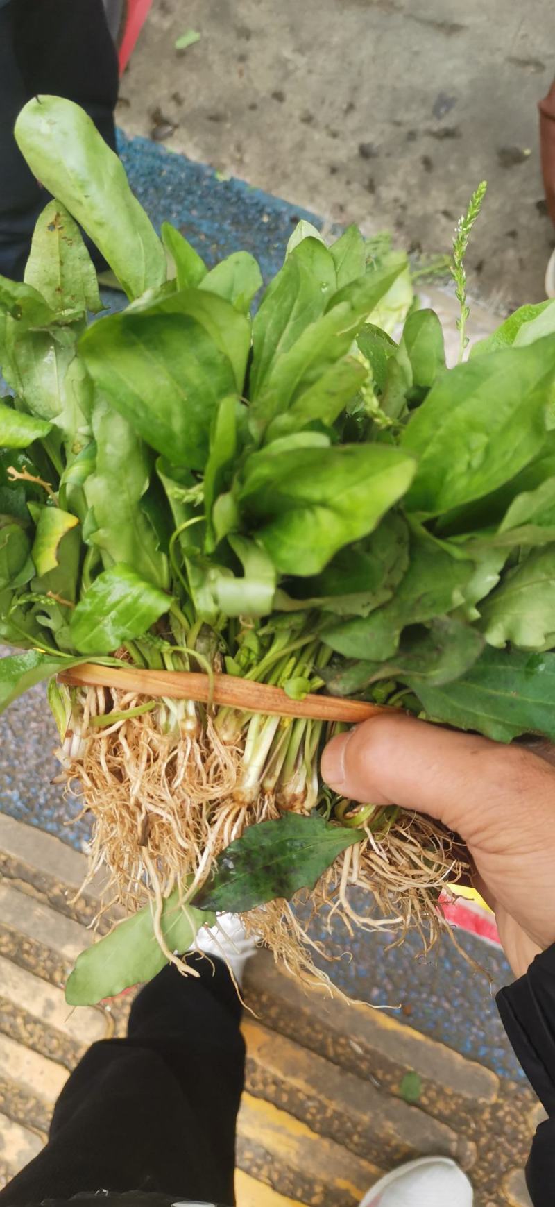云南野生中草药车前草，凉药