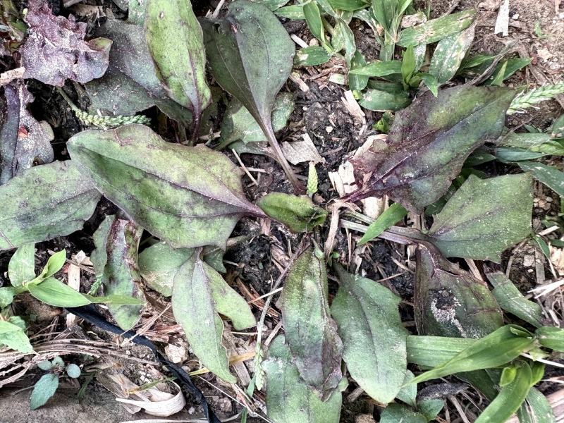 云南野生中草药车前草，凉药