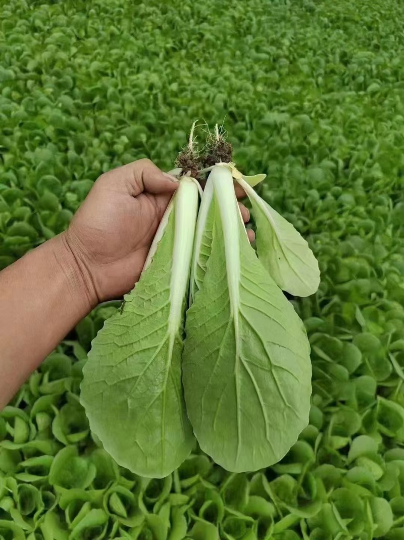 菏泽曹县奶白菜小白菜快菜净菜毛菜都有有工人有设备有场地有大棚
