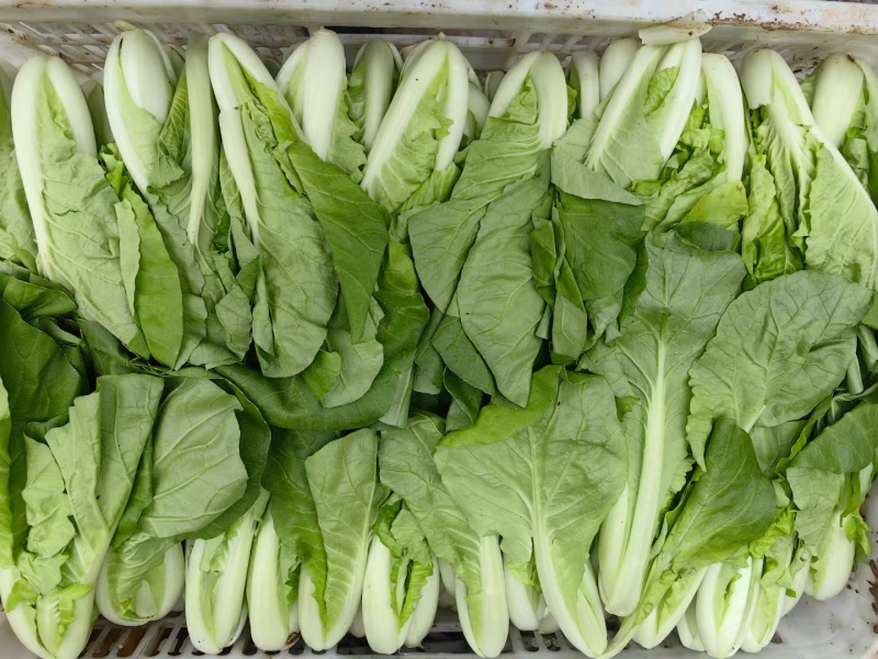 菏泽曹县奶白菜小白菜快菜净菜毛菜都有有工人有设备有场地有大棚