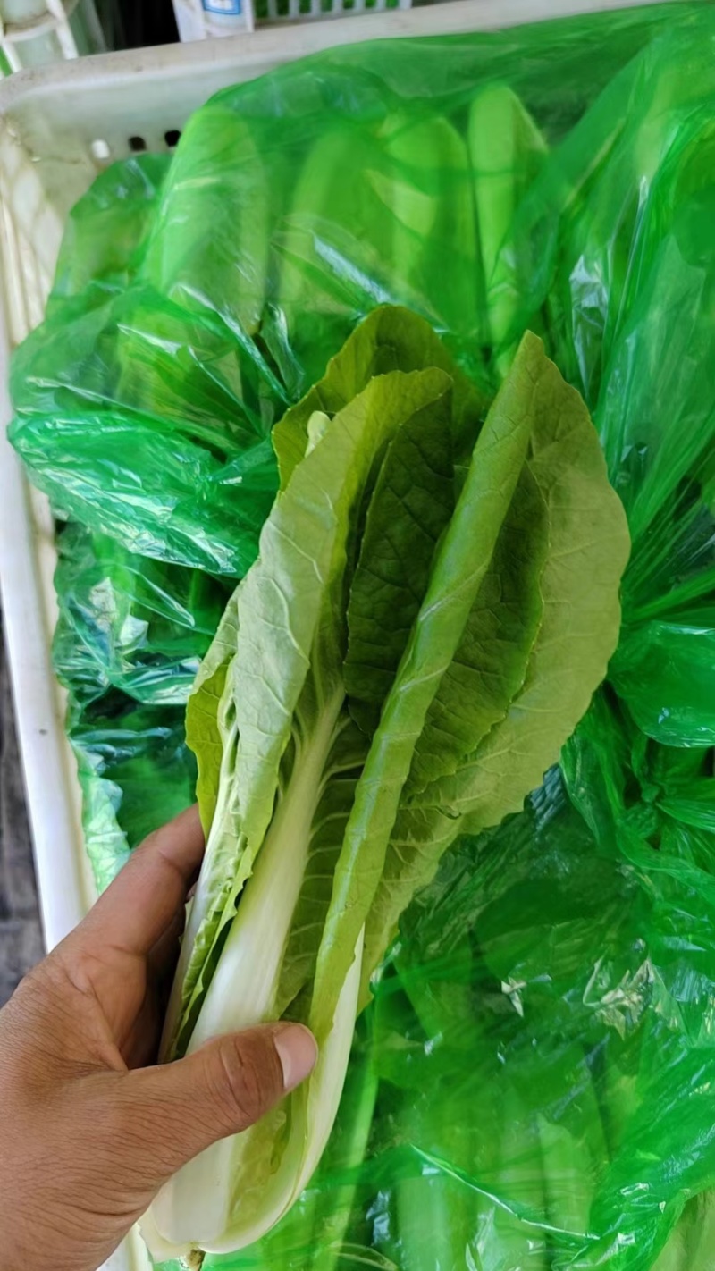 菏泽曹县奶白菜小白菜快菜净菜毛菜都有有工人有设备有场地有大棚