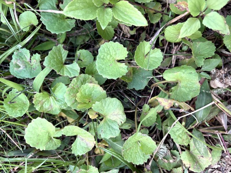 云南野生中草药马蹄草，凉拌菜
