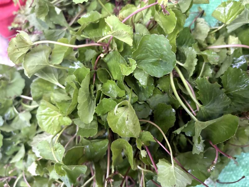 云南野生中草药马蹄草，凉拌菜
