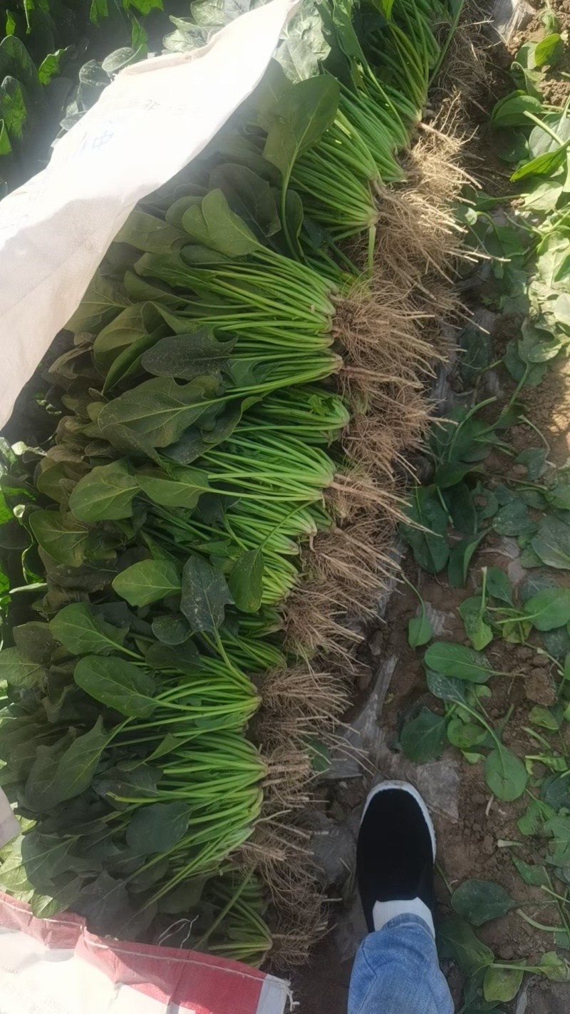 【一手价】曹县菠菜叶子大杆子断红根按需求分拣打包打捆清洗