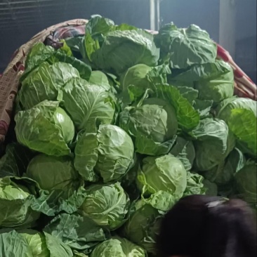 邯郸绿甘蓝圆包菜，农家自产，品质保障对接商超电商