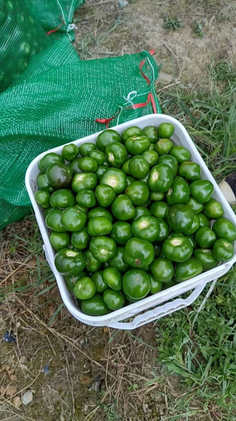 珠子椒对接加工厂价格可谈保质保量欢迎联系