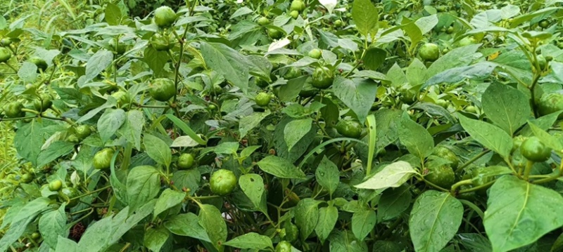 珠子椒对接加工厂价格可谈保质保量欢迎联系