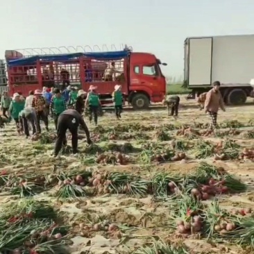 红葱现场装车5-7-8，二红，黄洋葱即将上市，欢迎来电