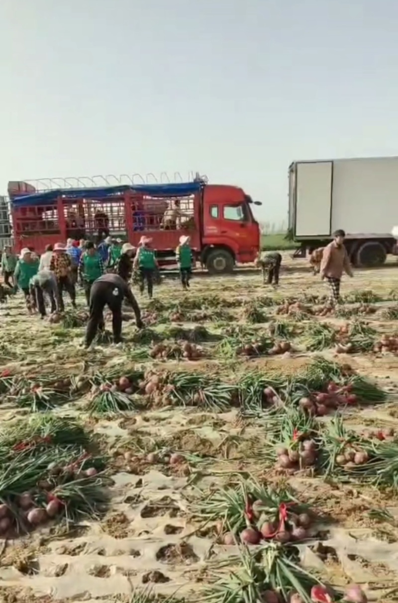 红葱现场装车5-7-8，二红，黄洋葱即将上市，欢迎来电