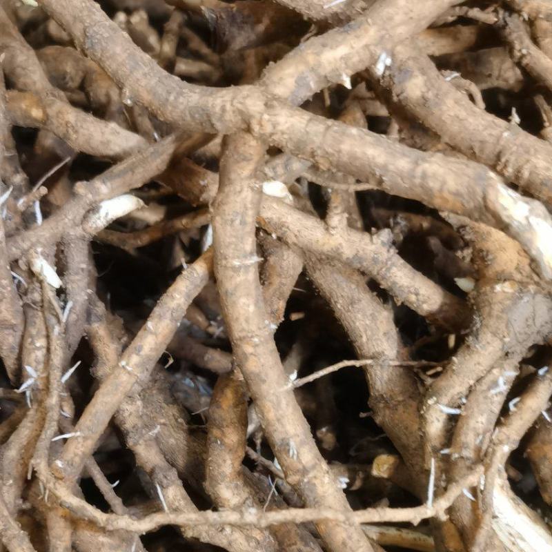 大通草根大量现货欢迎各位老板前来考察量大优惠