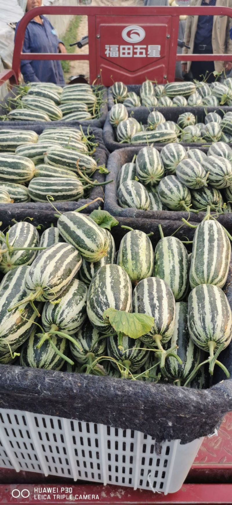 博洋甜瓜安徽博洋9号甜瓜承接商超电商供货代发全国市场