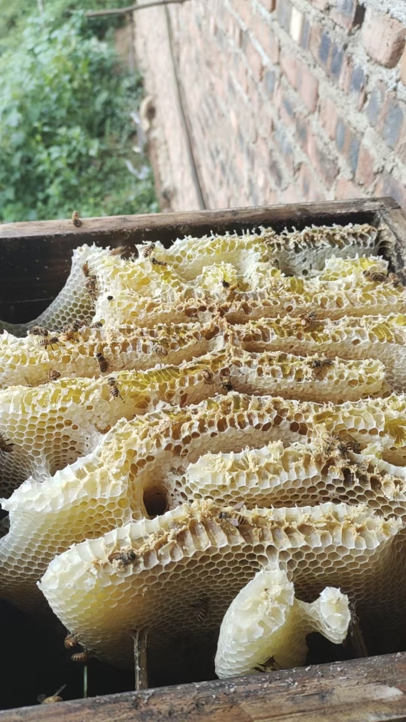 纯正的蜂蜜，百花蜜