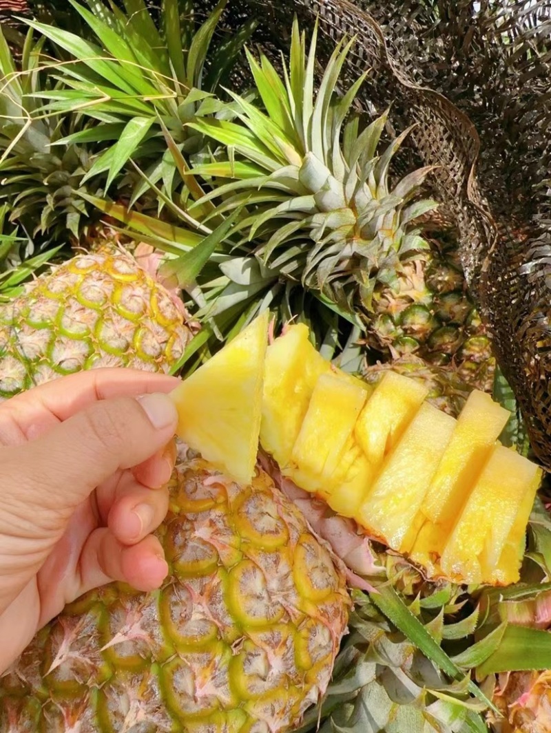 海南金钻凤梨供应商，大量批发
