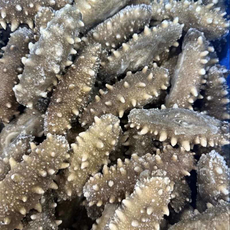 刺粗肉厚鲜食海参