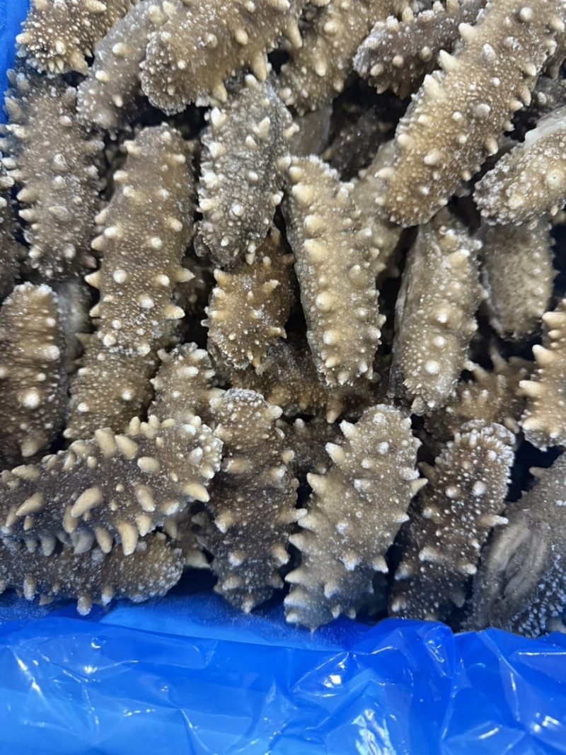 刺粗肉厚鲜食海参
