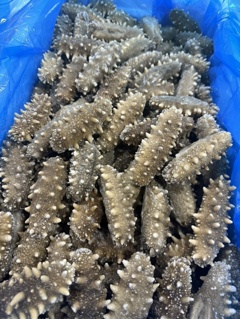 刺粗肉厚鲜食海参