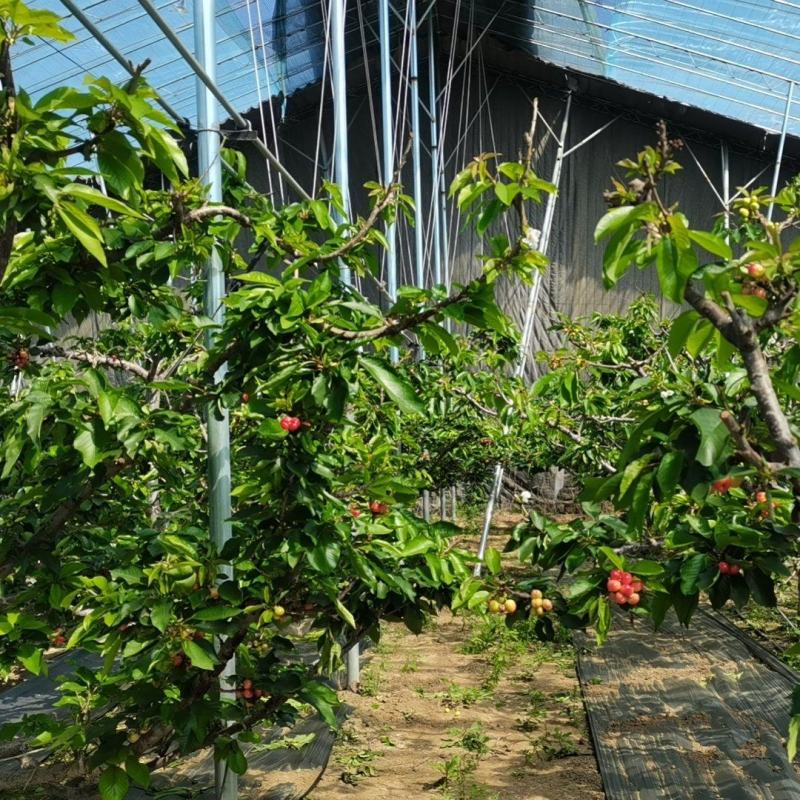 樱桃基地转让