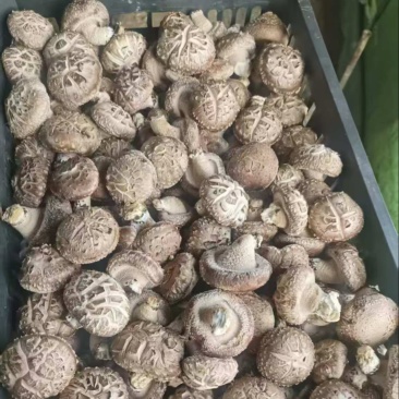 新鲜香菇