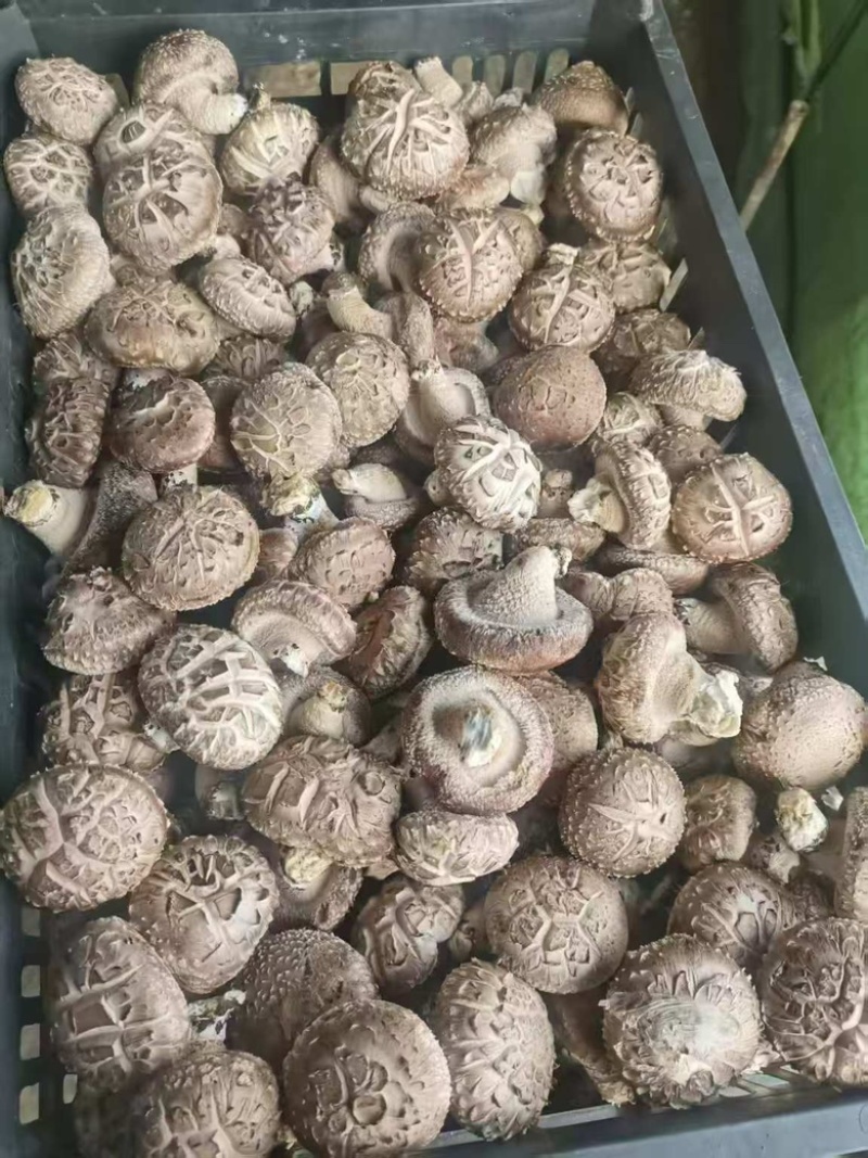新鲜香菇