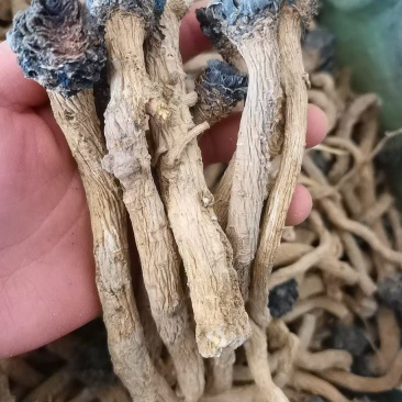 板蓝根，北板蓝根，新货，干货。欢迎咨询！