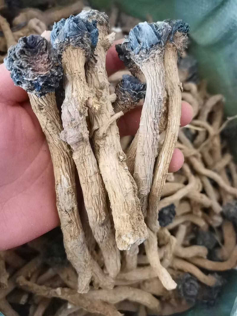 板蓝根，北板蓝根，新货，干货。欢迎咨询！