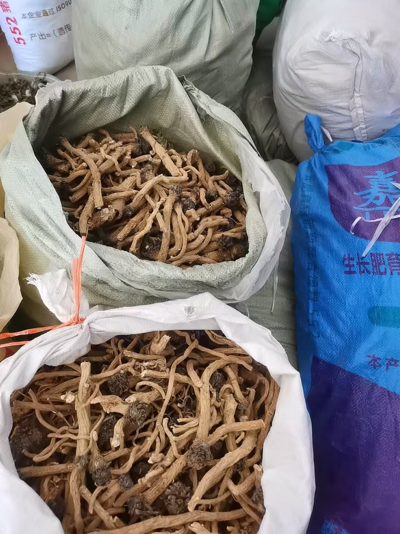 板蓝根，北板蓝根，新货，干货。欢迎咨询！
