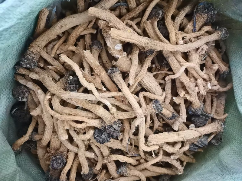 板蓝根，北板蓝根，新货，干货。欢迎咨询！