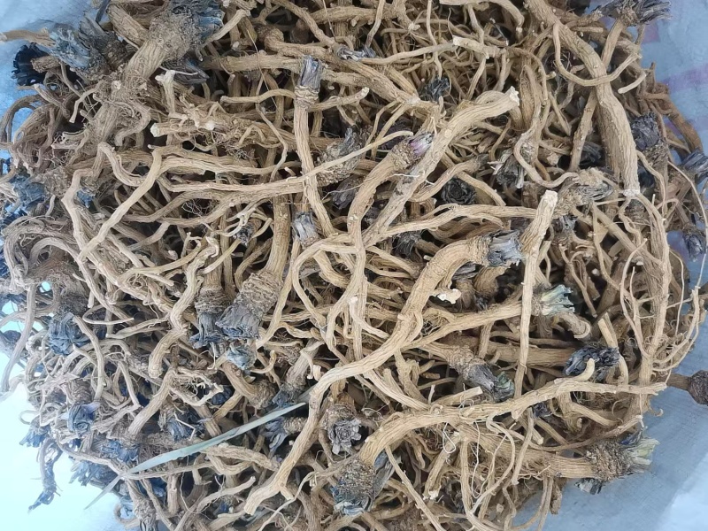 板蓝根，北板蓝根，新货，干货。欢迎咨询！