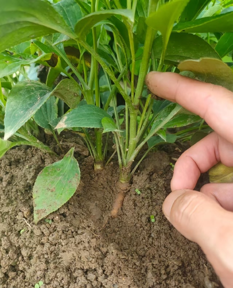 预售大棚托盘育苗每年清明前后供应陆地白术霜降前后供应