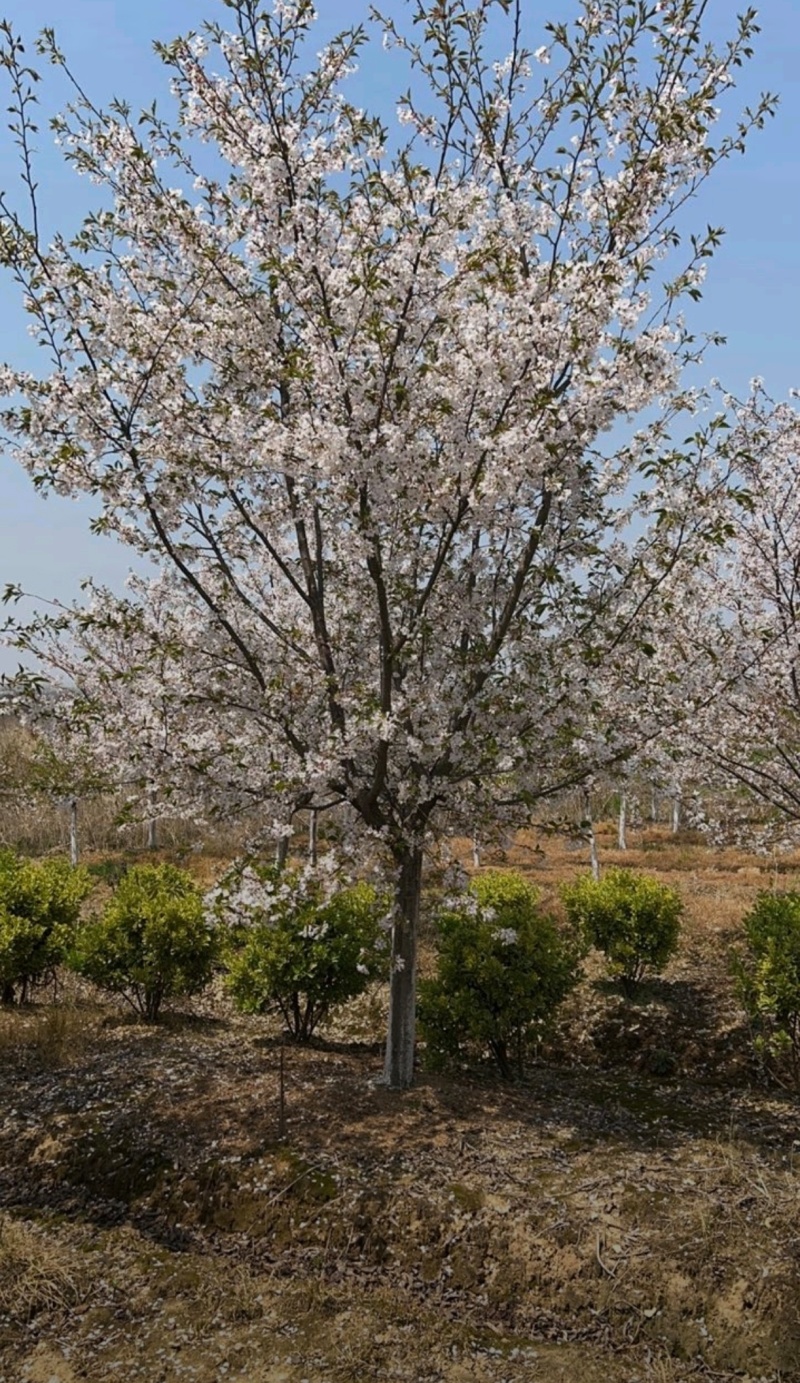 苗圃大量出售直径12-15公分染井吉野樱花