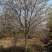 苗圃大量出售直径12-15公分染井吉野樱花