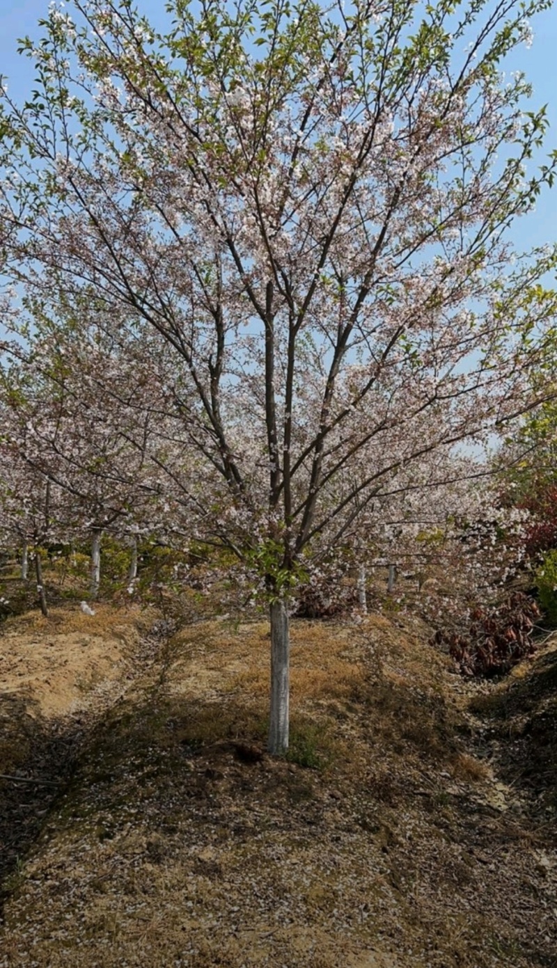苗圃大量出售直径12-15公分染井吉野樱花