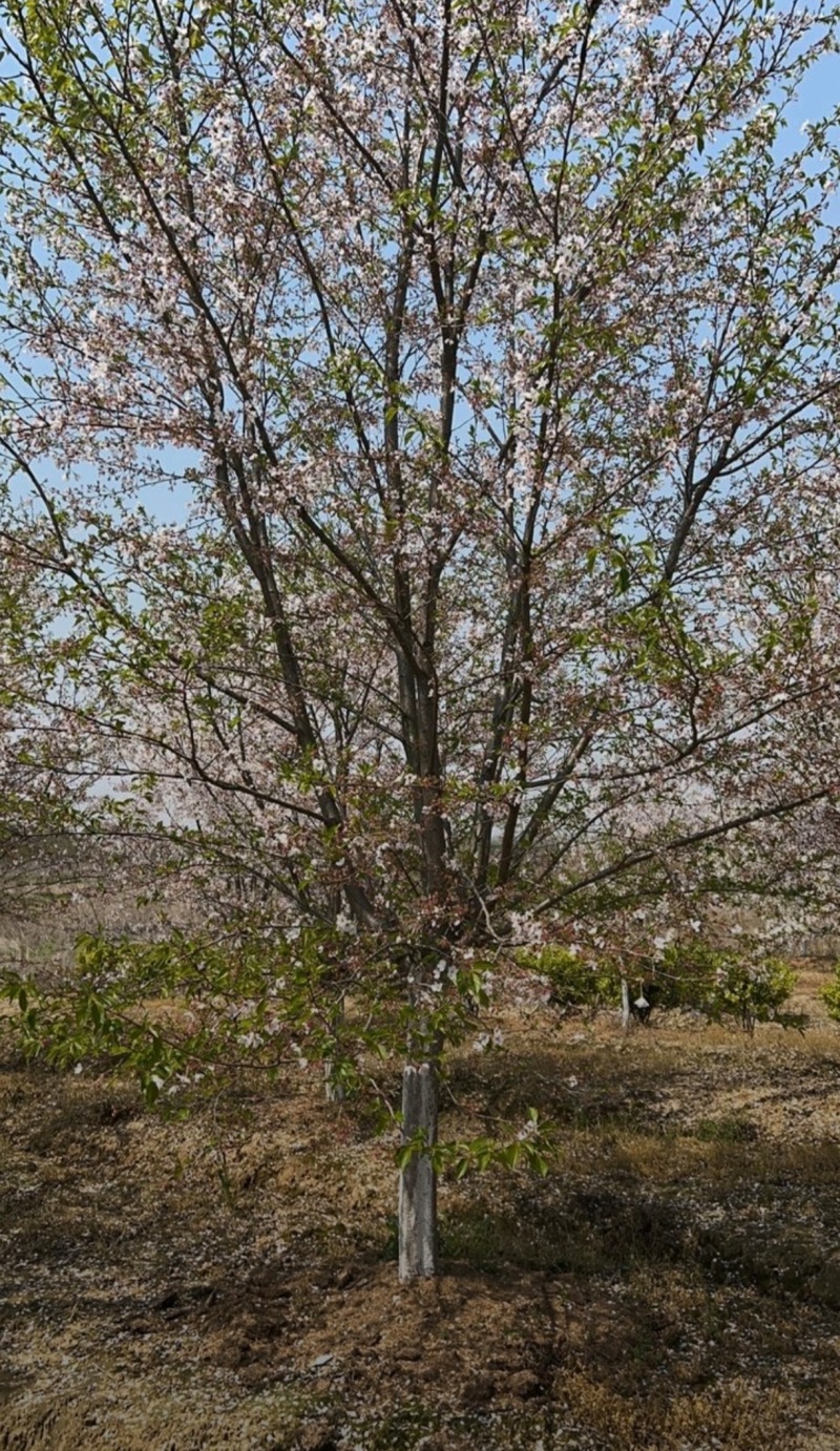 苗圃大量出售直径12-15公分染井吉野樱花