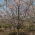 苗圃大量出售直径12-15公分染井吉野樱花