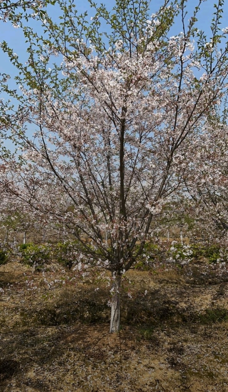 苗圃大量出售直径12-15公分染井吉野樱花