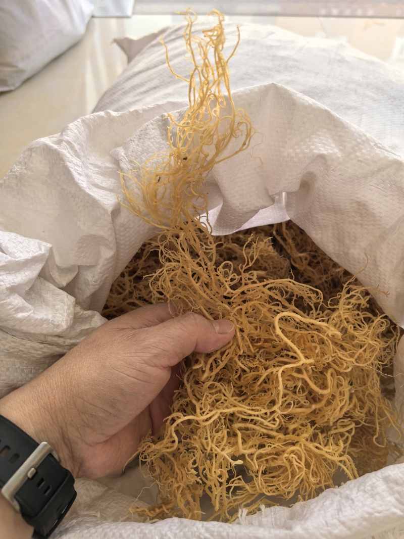 千年深海胶质王！石花菜质量非常好！