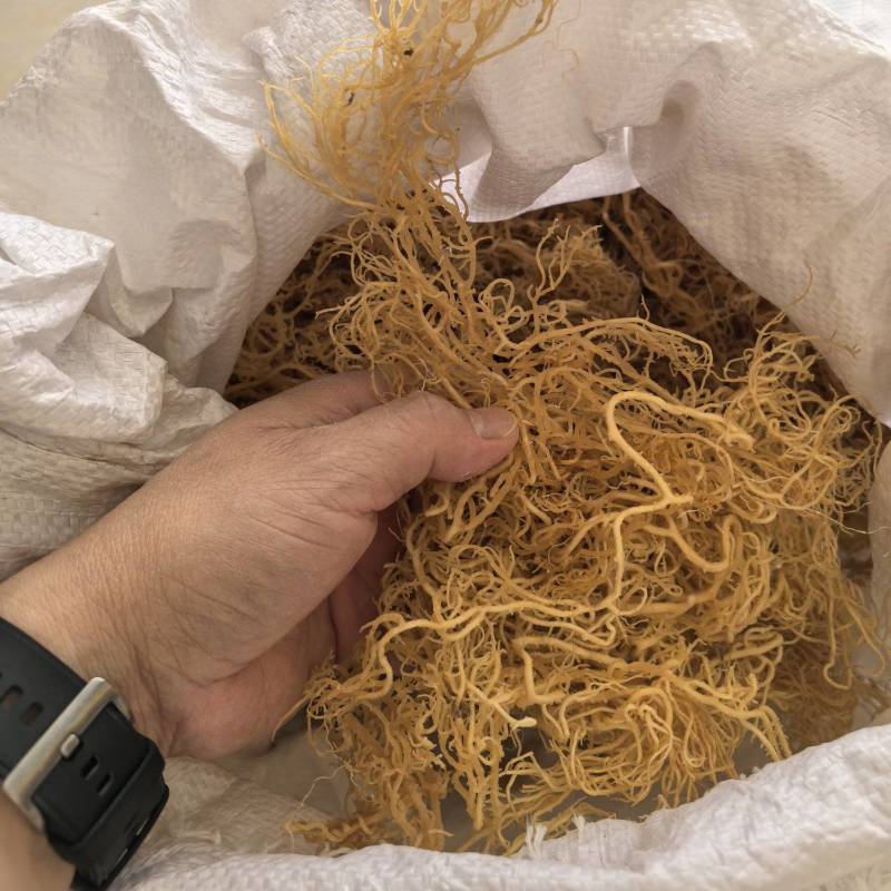 千年深海胶质王！石花菜质量非常好！