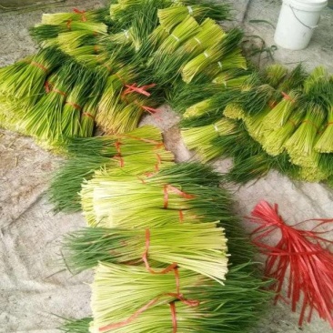 蒜苔诚信良心果蔬购销红毛蒜苔临沂平邑