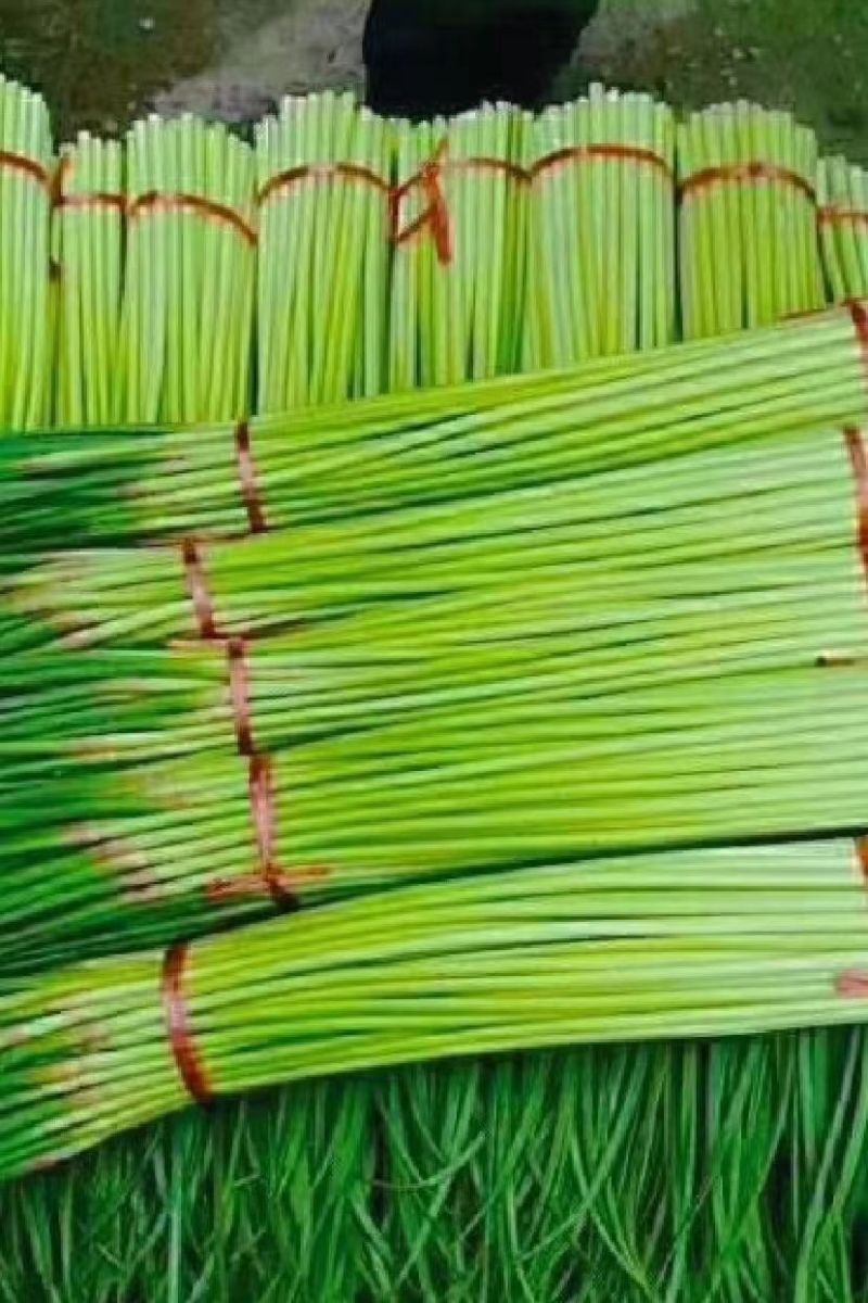 蒜苔诚信良心果蔬购销红毛蒜苔临沂平邑