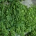 广西野菜药食同源赤苍藤，龙须菜原产地发货