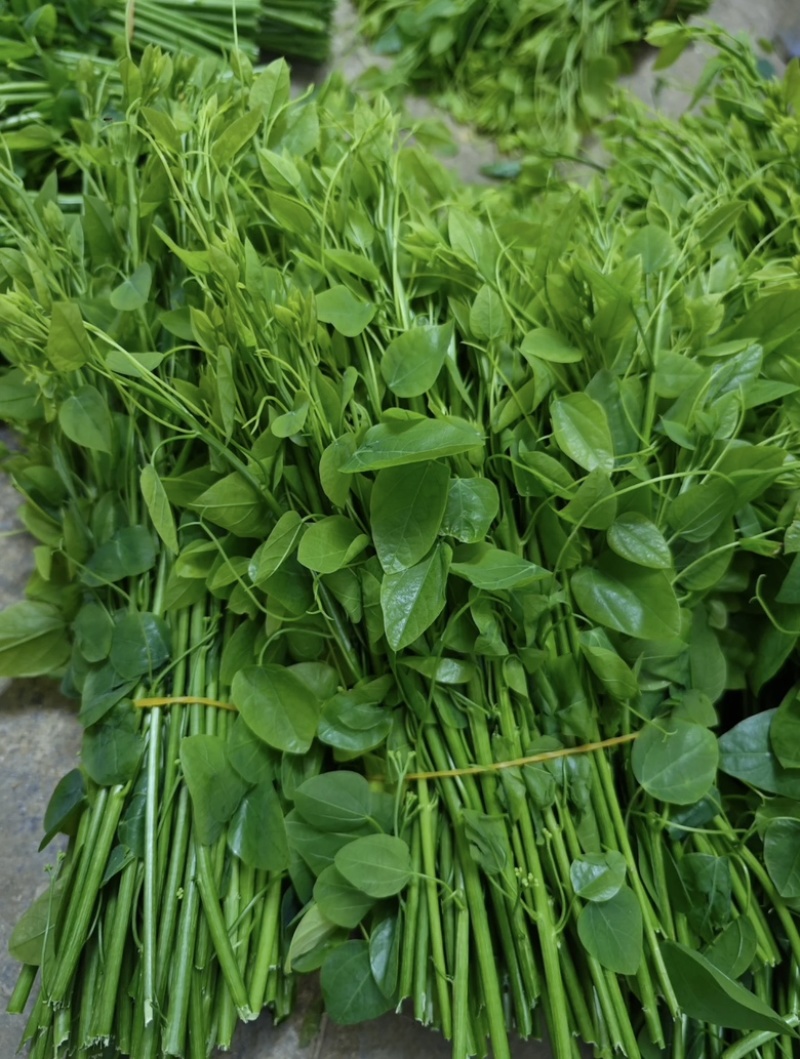 广西野菜药食同源赤苍藤，龙须菜原产地发货